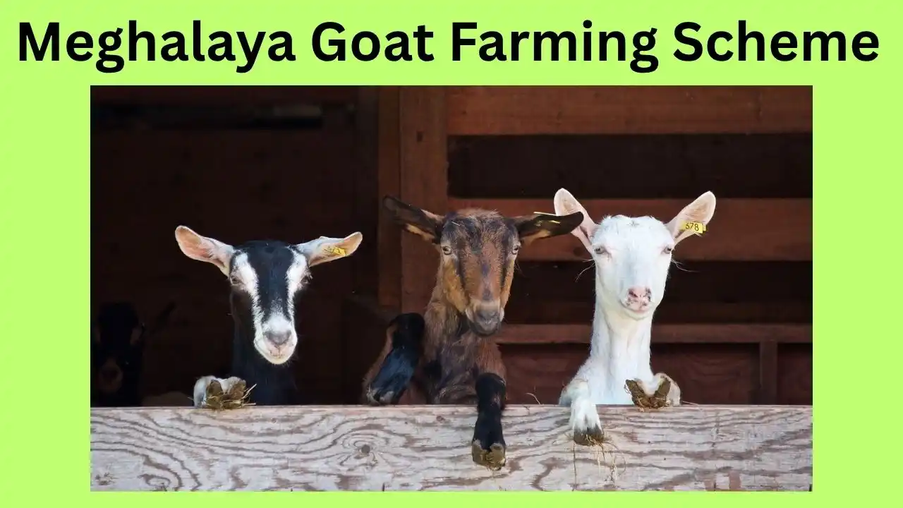 Meghalaya Goat Farming