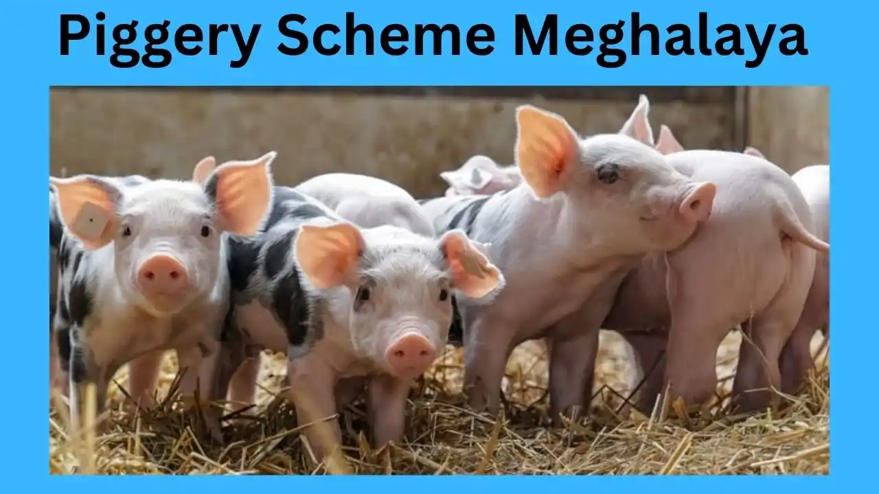 Meghalaya Piggery